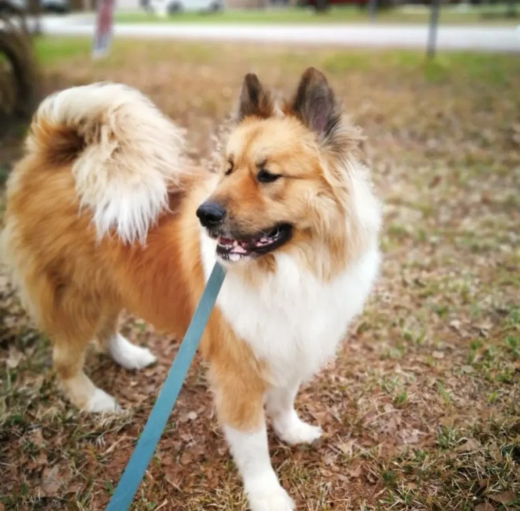 Takashi the dog looking around – Gulf Apostille 404 page
